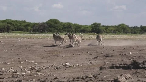 Zebra Play escalates: rearing on hind legs and quick nips — Part 42 (Hero) Vídeos de archivo 320846388