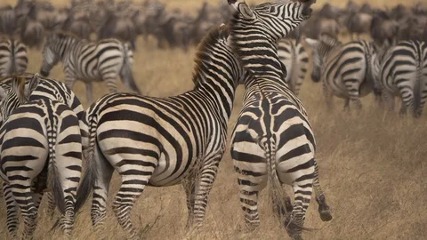 Zebra Playing in Tanzania Stock Footage 130090707