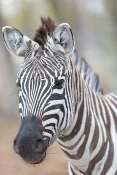 Zebra Portrait Close Up Stock Photos