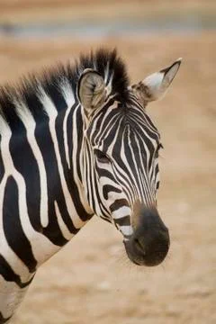 Zebra portrait Stock Photos