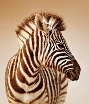 Zebra portrait Stock Photos