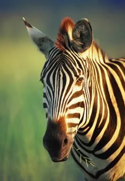 Zebra portrait Stock Photos