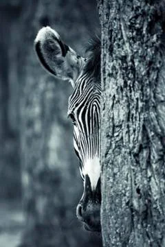 Zebra portrait Stock Photos