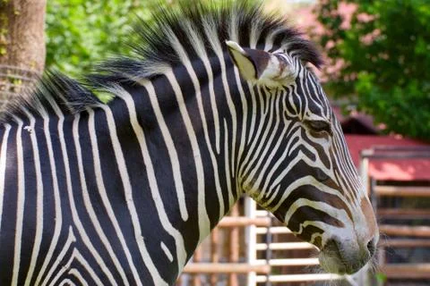 Zebra Portrait Stock Photos