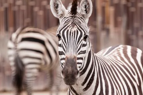Zebra portrait Stock Photos