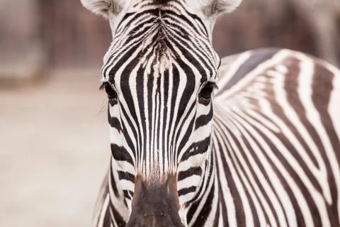 Zebra portrait Stock Photos