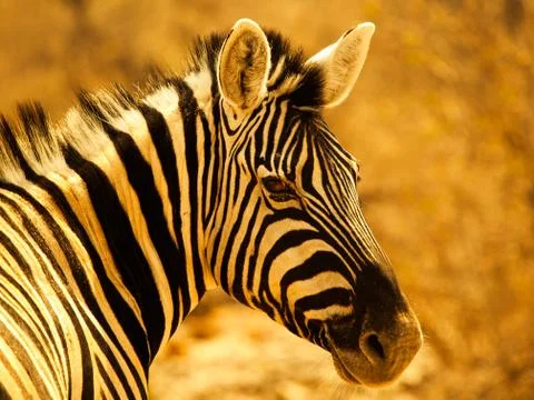 Zebra portrait 写真素材