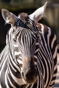 Zebra portrait Stock Photos