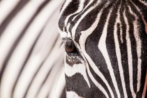 Zebra portrait Stock Photos