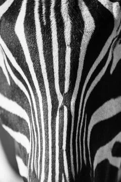 Zebra portrait Stock Photos