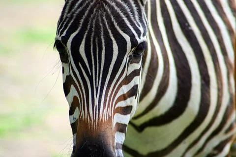 Zebra portrait Stock Photos