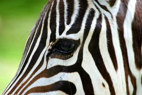 Zebra portrait Stock Photos
