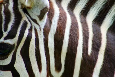Zebra portrait Stock Photos