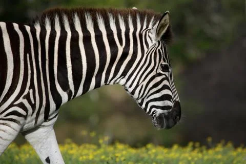 Zebra Portrait Stock Photos