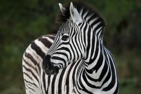 Zebra Portrait Stock Photos
