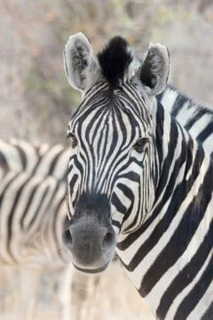 Zebra Portrait Stock Photos