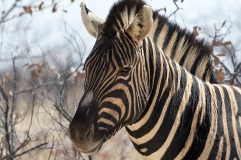 Zebra portrait Stock Photos