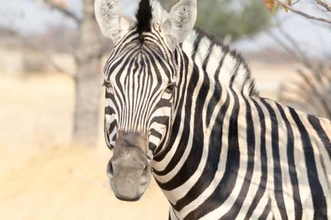 Zebra Portrait. Stock Photos