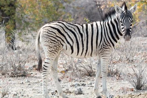 Zebra Portrait Stock Photos