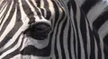Zebra portrait shot very close up fascial expression HD Footage