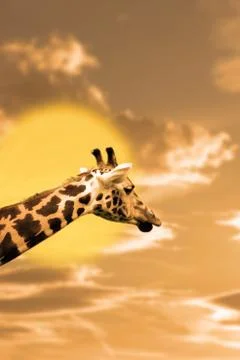 Zebra portrait in the sunset Stock Photos