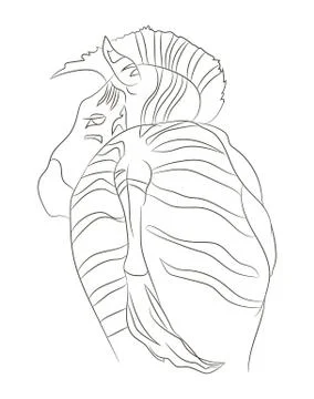 Zebra portrait vector illustration, line drawing, vector Stock Illustration
