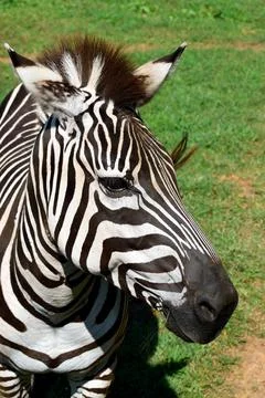 Zebra portrait vertical shot Stock Photos