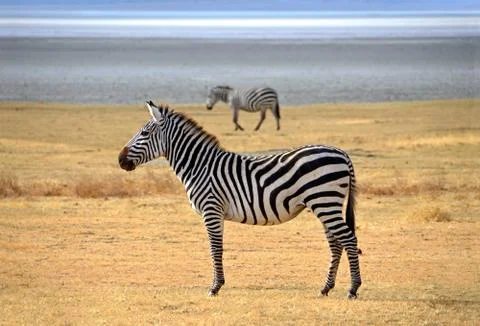 Zebra posing and curiously looking on safari in Ngorongoro Stock Photos