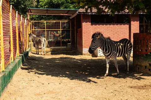Zebra Posing Calmly Beneath a Tree Stock Photos