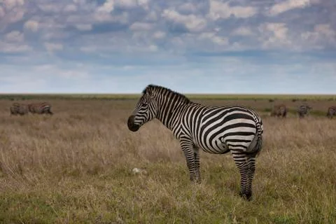 Zebra posing in the Serengeti Foto stock