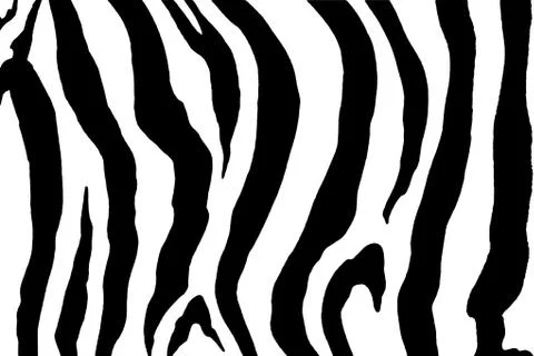 Zebra print image Stock Illustration
