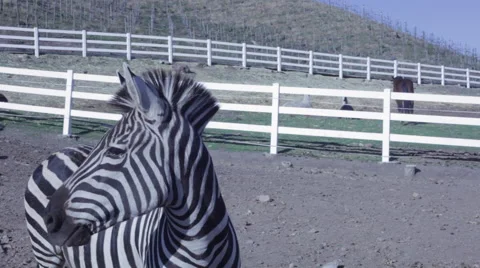 Zebra profile 스톡 동영상 50231948