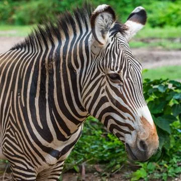 Zebra profile head shot Stock Photos