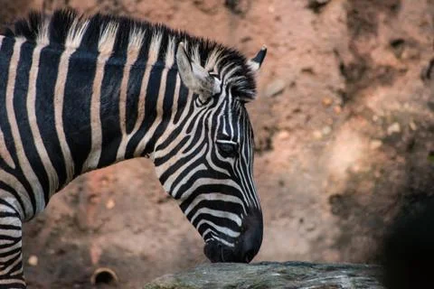 Zebra Profile Stock Photos