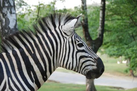 Zebra profile Stock Photos