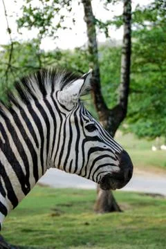 Zebra profile Stock Photos