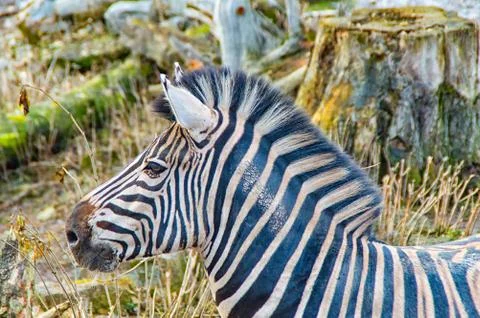 The Zebra in the profile Stock Photos