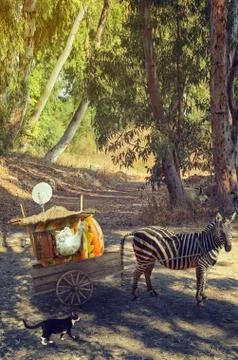 Zebra pulling goose in summer forest 写真素材