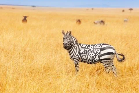 Zebra with QR code on the back concept in field Stock Photos