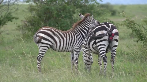 A zebra with a rare disease on the rear end Stock Footage 341117136