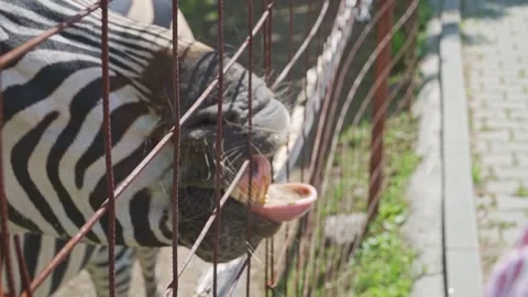 Zebra Reaching Through Enclosure Fence for Food From a Visitor Stock Footage 342587148