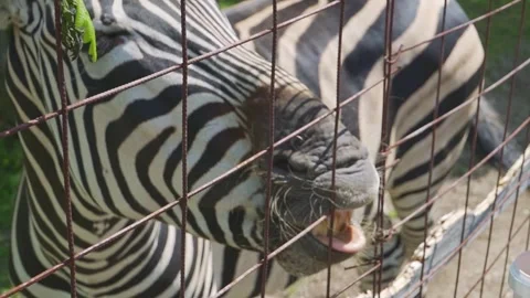 Zebra Reaching Through Wire Fence for a Treat Stock Footage 342587139