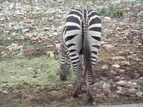 Zebra rear 写真素材