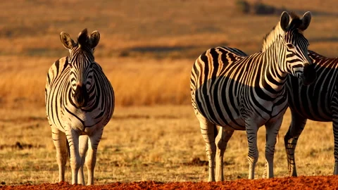 Zebra reflecting sunset colors, flicking their tails at a water hole Stock Footage 291151920