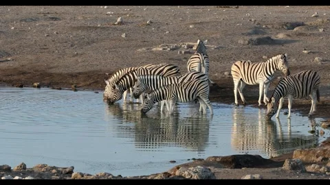Zebra reflection in Etosha Namibia wildlife safari Stock Footage 287222592
