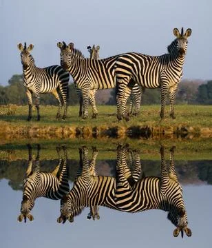 Zebra reflection Stock Photos