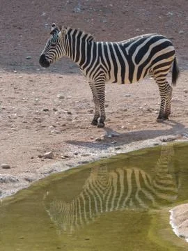 Zebra with reflection in water Stock Photos