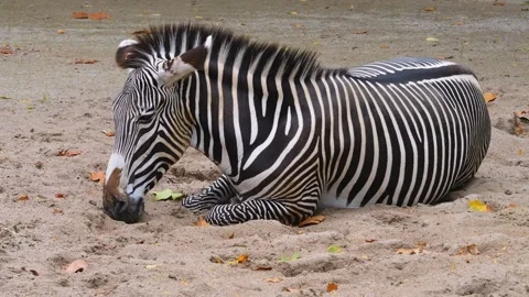 A zebra relaxing  Stock Footage 252560664