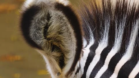 A zebra is relaxing Stock Footage 252645789