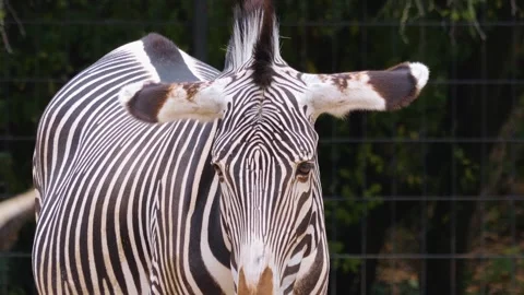 A zebra is relaxing Stock Footage 252646050